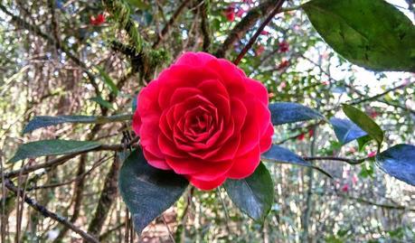 El jardín de La Saleta en Primavera, del 1 al 30 de abril de 2015. Saleta's Garden in spring, April 1-30, 2015.