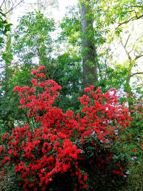 El jardín de La Saleta en Primavera, del 1 al 30 de abril de 2015. Saleta's Garden in spring, April 1-30, 2015.