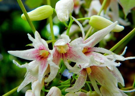 El jardín de La Saleta en Primavera, del 1 al 30 de abril de 2015. Saleta's Garden in spring, April 1-30, 2015.
