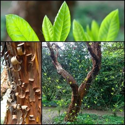 El jardín de La Saleta en Primavera, del 1 al 30 de abril de 2015. Saleta's Garden in spring, April 1-30, 2015.