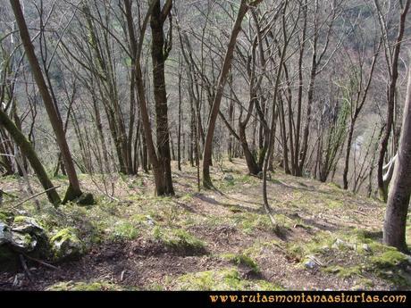 Ruta Puente Vidosa, Jucantu: Bosque Ruta Puente Vidosa, Jucantu: Bosque
