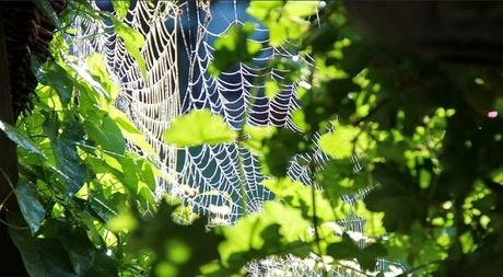 Crear Estructurar y Promocionar un Negocio (II)