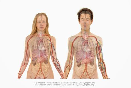 ¿Dónde van las calorías?