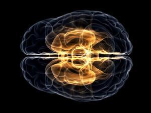 Neurociencia : El Cerebro y su Potencialidad