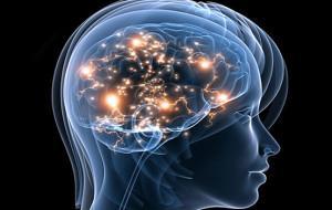 Neurociencia : El Cerebro y su Potencialidad