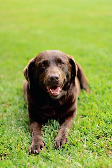 My board is my crown