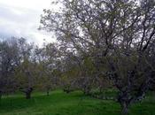 Nogales flor