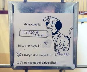 Alojamiento-mascotas-Disneyland-París-Furgoneteo.com