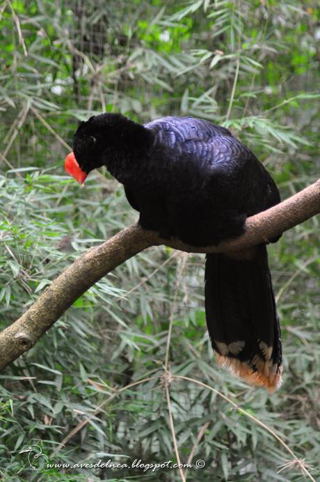 Paují Tuberoso (Razor-billed Curassow) Pauxi tuberosa