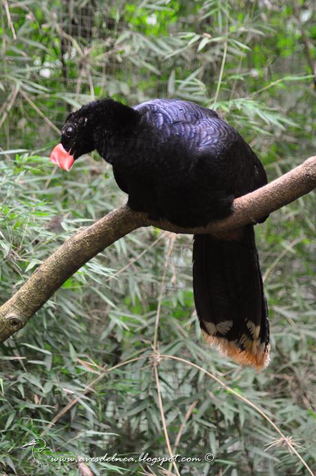 Paují Tuberoso (Razor-billed Curassow) Pauxi tuberosa