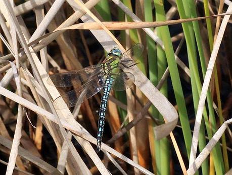 Libélula en extinción