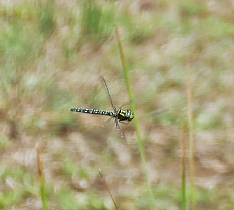 Libélula en extinción