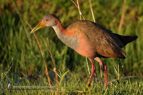 Ipacaá (Giant wood-Rail) Aramides ypecaha