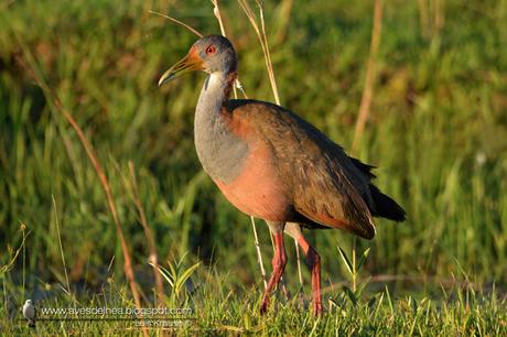 Ipacaá (Giant wood-Rail) Aramides ypecaha