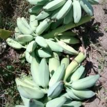 Asopao de gallina criolla