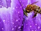 Fotos: abejas trabajando photos: working bees.