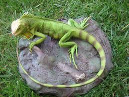 sueño con una iguana