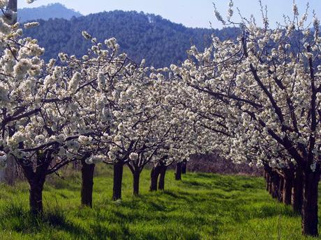 Gastronomía: Las cerezas del Valle de las Caderechas (Burgos).