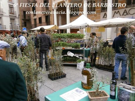 FIESTA DEL PLANTERO DEL TOMATE ROSA DE BARBASTRO