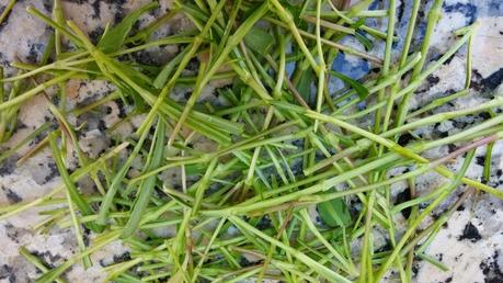 COLLEJAS, UNA VERDURA SILVESTRE EXQUISITA