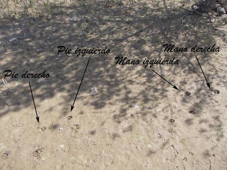 Huella de zorro al galope