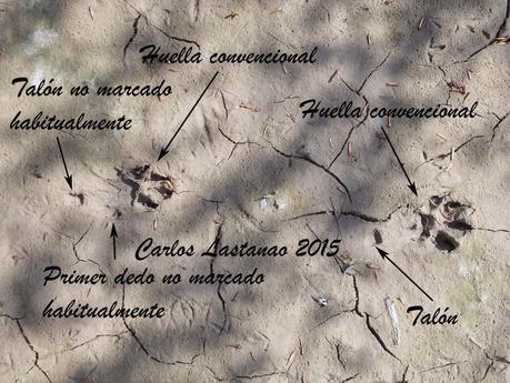 Huella de zorro al galope