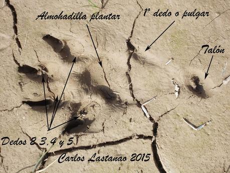 Huella de zorro al galope