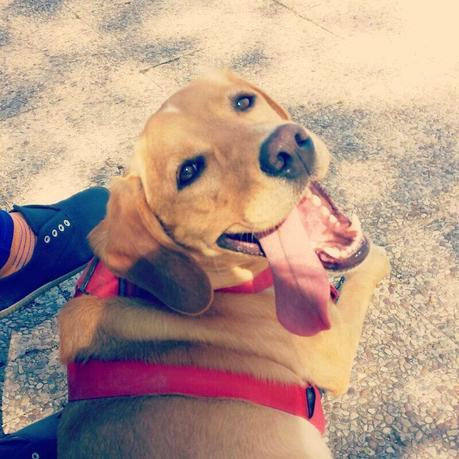 Los tres perros abandonados