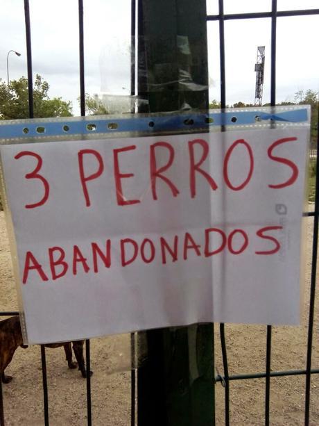 Los tres perros abandonados