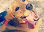 tres perros abandonados