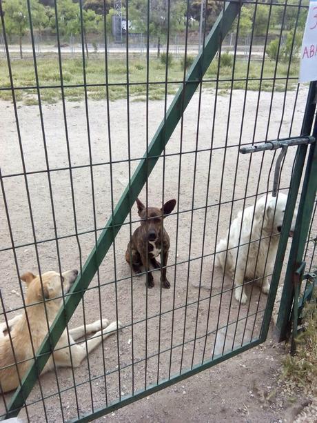 Los tres perros abandonados