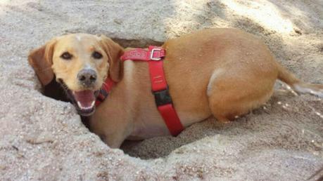 Los tres perros abandonados