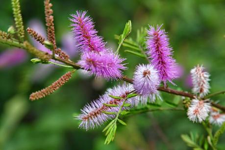 Travesura púrpura, Mimosa pudica