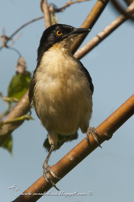 Angú (Black-capped donacobius) Donacobius atricapilla