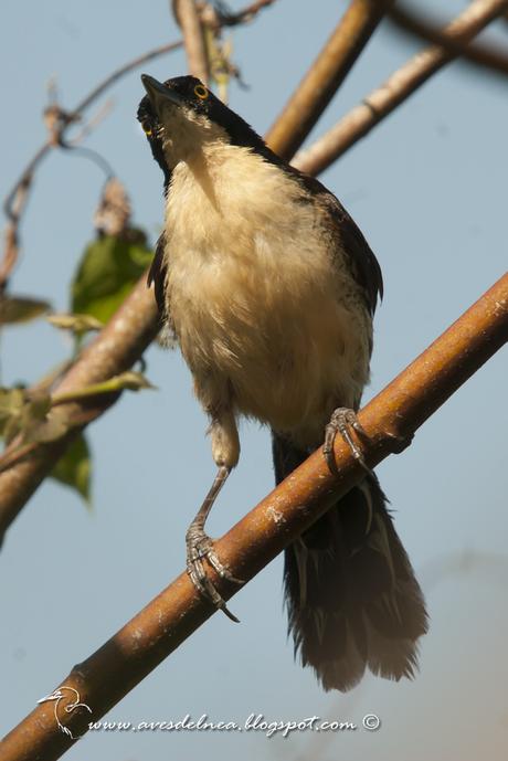 Angú (Black-capped donacobius) Donacobius atricapilla
