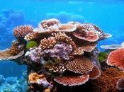 mayor arrecife Coral mundo