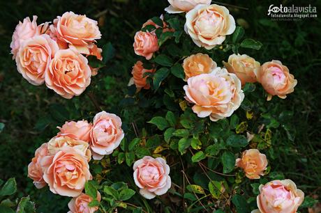 Rosas para una madre. Fotografía creativa - Fotografía artística