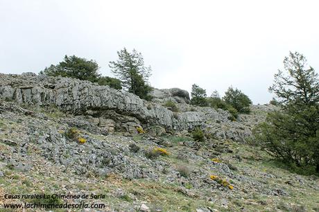 sierra de costalago parque natural canon de rio lobos 2