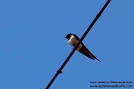 pajaro espeja