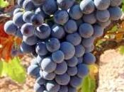 Pinotage