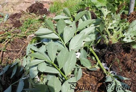 El jardín sostenible (III): decálogo del suelo.