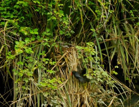 Las gallinetas ya tienen pollos