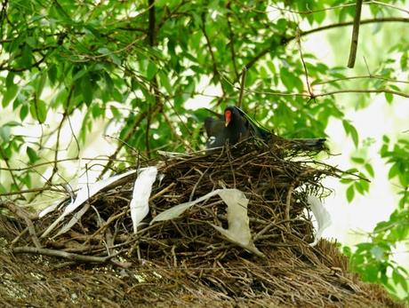 Las gallinetas ya tienen pollos