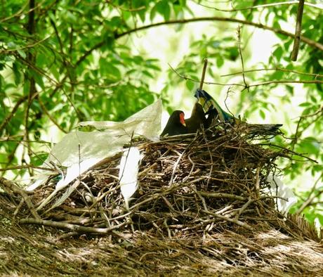 Las gallinetas ya tienen pollos