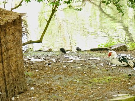 Las gallinetas ya tienen pollos