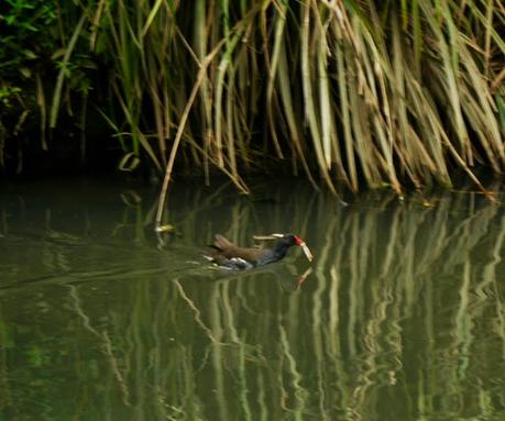 Las gallinetas ya tienen pollos