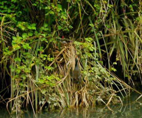Las gallinetas ya tienen pollos