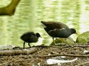 gallinetas tienen pollos