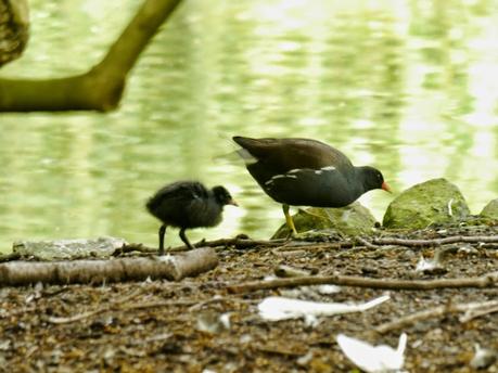 Las gallinetas ya tienen pollos
