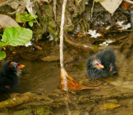 Las gallinetas ya tienen pollos